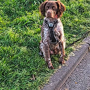Socrate participe au concours pour gagner de l'argent avec cette photo : dog, brown_dog, white_dog, grass, sidewalk, harness, outdoor, pet, canine, sitting, nature, road, pavement, leash, animal, fur, ears, snout, alert, daylight