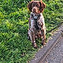 dog, brown_dog, white_dog, grass, sidewalk, harness, outdoor, pet, canine, sitting, nature, road, pavement, leash, animal, fur, ears, snout, alert, daylight