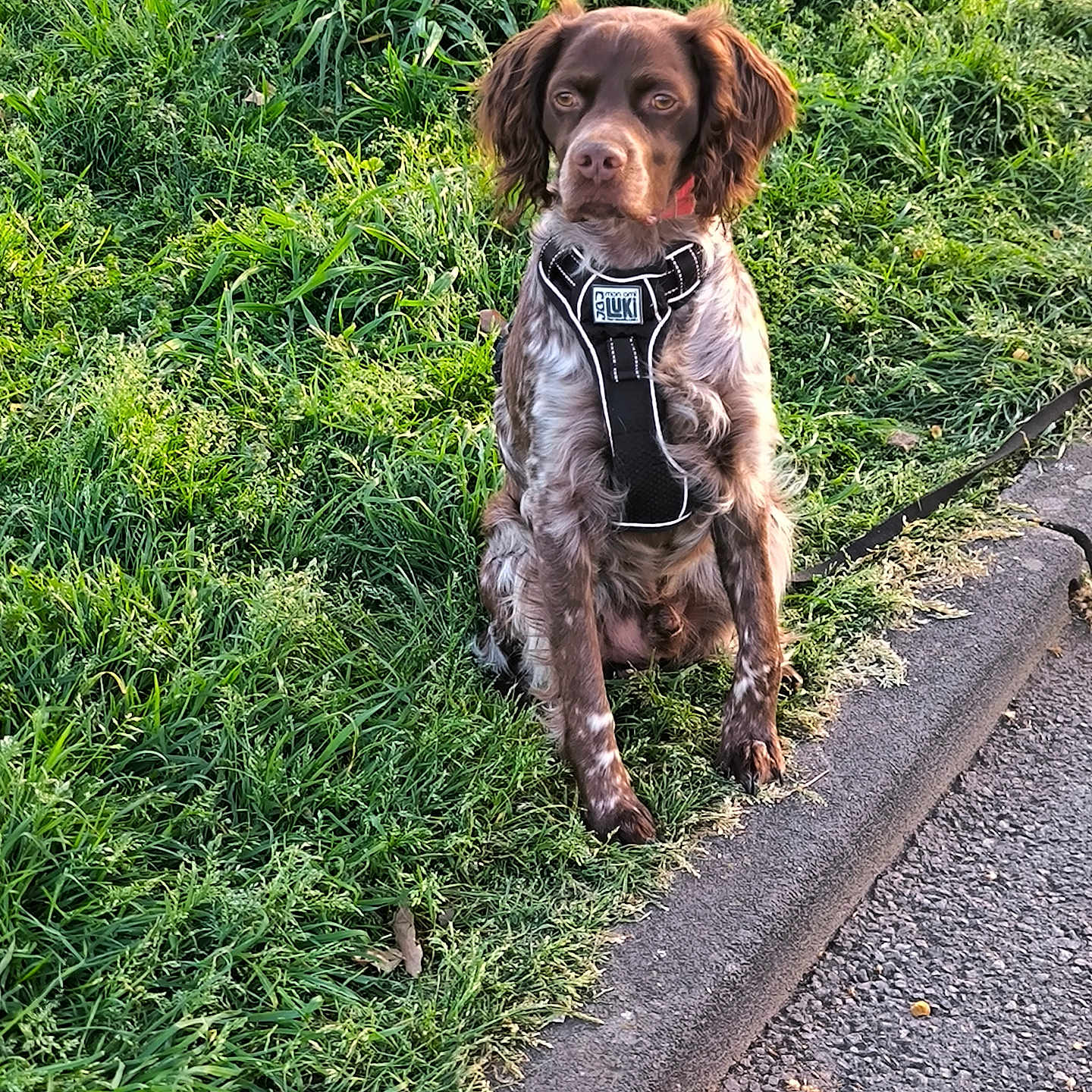 Socrate participe au concours pour gagner de l'argent avec cette photo : alert, animal, brown_dog, canine, daylight, dog, ears, fur, grass, harness, leash, nature, outdoor, pavement, pet, road, sidewalk, sitting, snout, white_dog