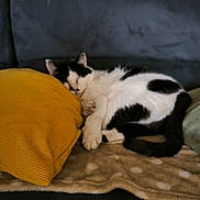 Domino participe au concours pour gagner de l'argent avec cette photo : animal, black_and_white, blanket, cat, couch, cozy, cute, domestic_animal, fur, home, indoor, nap, pet, pillow, relaxation, resting, sleeping, soft, tail, whiskers