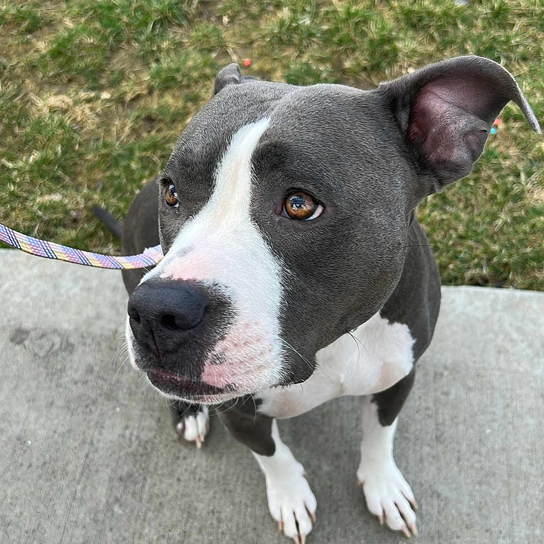 Dixie joined the competition — help win amazing prizes! animal, attention, brown_eyes, canine, closeup, companion, curious, cute, dog, footwear, grass, gray_fur, leash, outdoor, person, pet, portrait, sidewalk, sitting, white_paws
