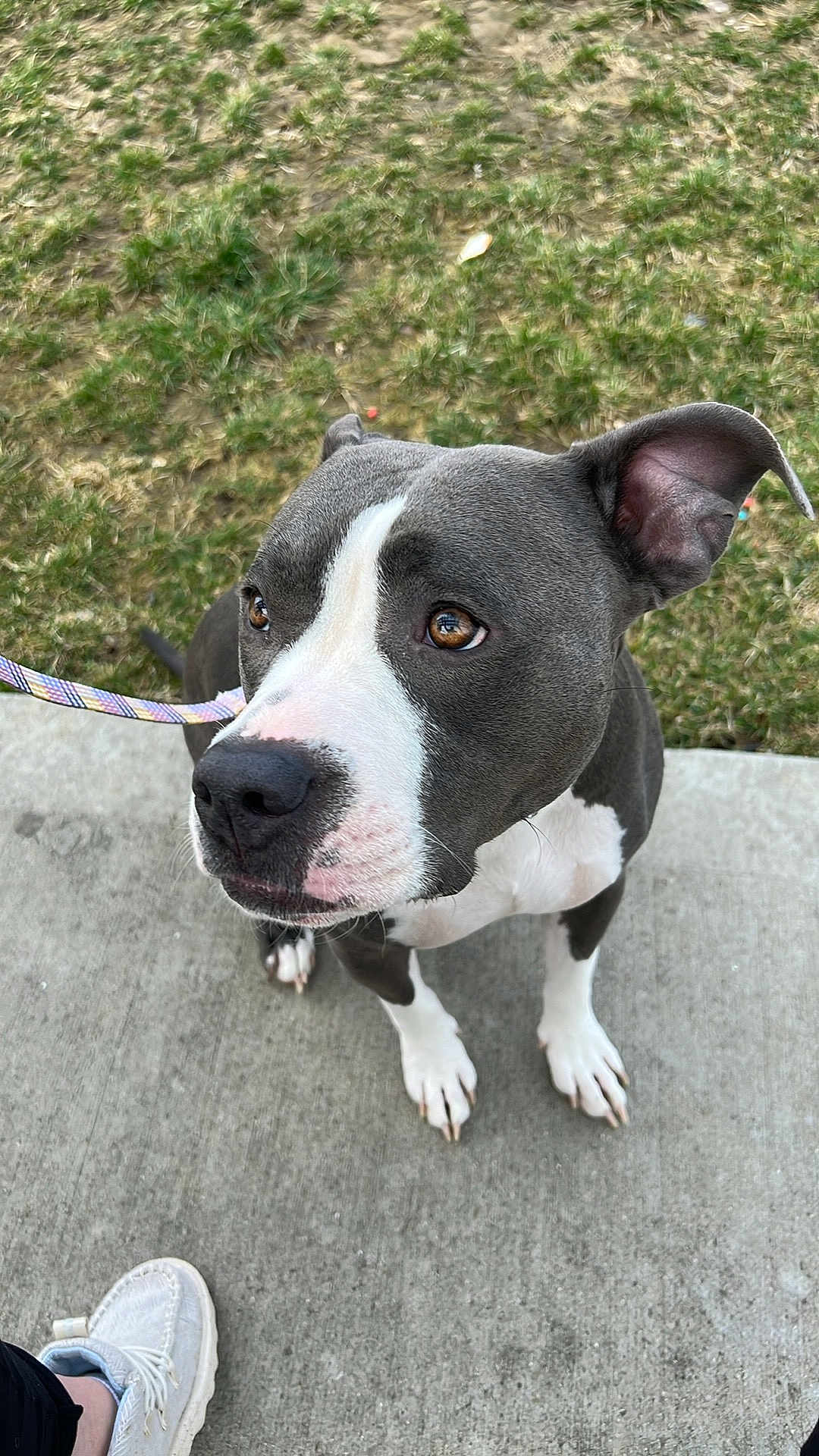 Dixie joined the competition — help win amazing prizes! dog, pet, sidewalk, grass, leash, white_paws, gray_fur, brown_eyes, curious, sitting, outdoor, canine, closeup, person, footwear, attention, animal, companion, cute, portrait
