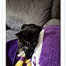Blackie is registered to the contest to win money with this photo: animal, black_cat, blanket, cat, closeup, cozy, feline, fur, gray_couch, grumpy, home, indoor, pet, phone_screenshot, portrait, purple_blanket, resting, sitting, whiskers, yellow_blanket