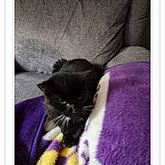 Blackie is registered to the contest to win money with this photo: animal, black_cat, blanket, cat, couch, cozy, eyes, face, feline, fur, home, indoor, pet, photograph, portrait, purple_blanket, screenshot, sitting, whiskers, yellow_blanket