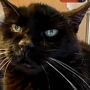 Blackie is registered to the contest to win money with this photo: cat, black_cat, whiskers, indoor, close_up, green_eyes, pet, feline, resting, curtain, blanket, couch, video_call, screen, animal, domestic_animal, fur, portrait, face, household