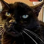 cat, black_cat, whiskers, indoor, close_up, green_eyes, pet, feline, resting, curtain, blanket, couch, video_call, screen, animal, domestic_animal, fur, portrait, face, household