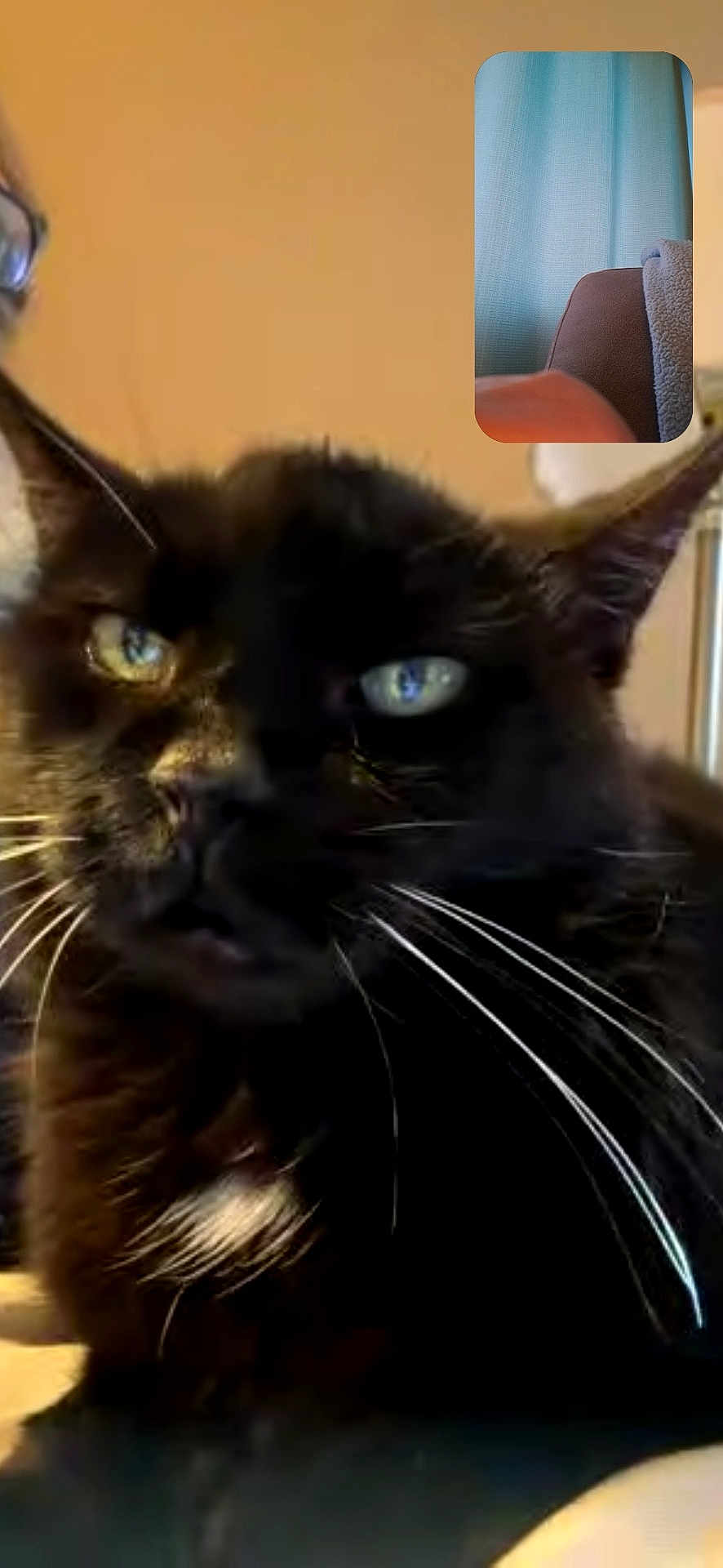Blackie