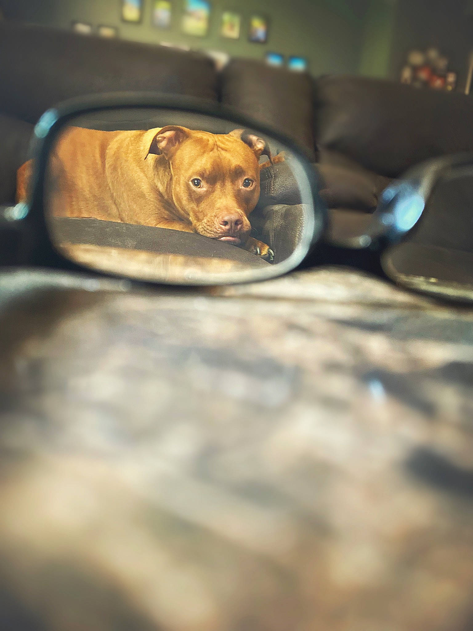 Cassius joined the competition — help win amazing prizes! automotive_lighting, canidae, carnivore, companion_dog, dog, dog_breed, eyewear, fawn, metal, reflection, shadow, sporting_group, still_life_photography, terrestrial_animal, tints_and_shades, whiskers, wildlife, windshield, wood, working_animal