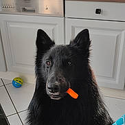 Ulysse a rejoint le concours — aidez-le/la à gagner de superbes lots ! dog, black_dog, kitchen, carrot, pet, animal, floor, tile_floor, cabinet, sink, window, toy_ball, appliance, curtain, countertop, domestic, indoor, furniture, cute, waiting