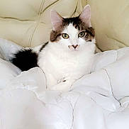 Louna participe au concours pour gagner de l'argent avec cette photo : cat, fluffy, white_coat, brown_coat, green_eyes, blanket, couch, leather, indoor, pet, relaxed, comfort, fur, animal, cute, resting, portrait, feline, cozy, home