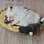 animal, basket, cat, cute, domestic_cat, feline, flower_toy, fluffy, fur, gray_cat, indoor, lying_down, pet, playful, relaxed, tail, toy, white_cat, wooden_floor, yellow_shredded_paper