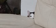 Louna a rejoint le concours — aidez-le/la à gagner de superbes lots ! cat, peeking, couch, indoor, furniture, wall, curious, ears, beige, white, black, pet, animal, home, soft, quiet, hidden, resting, cozy, shadow
