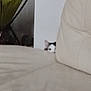cat, peeking, couch, indoor, furniture, wall, curious, ears, beige, white, black, pet, animal, home, soft, quiet, hidden, resting, cozy, shadow