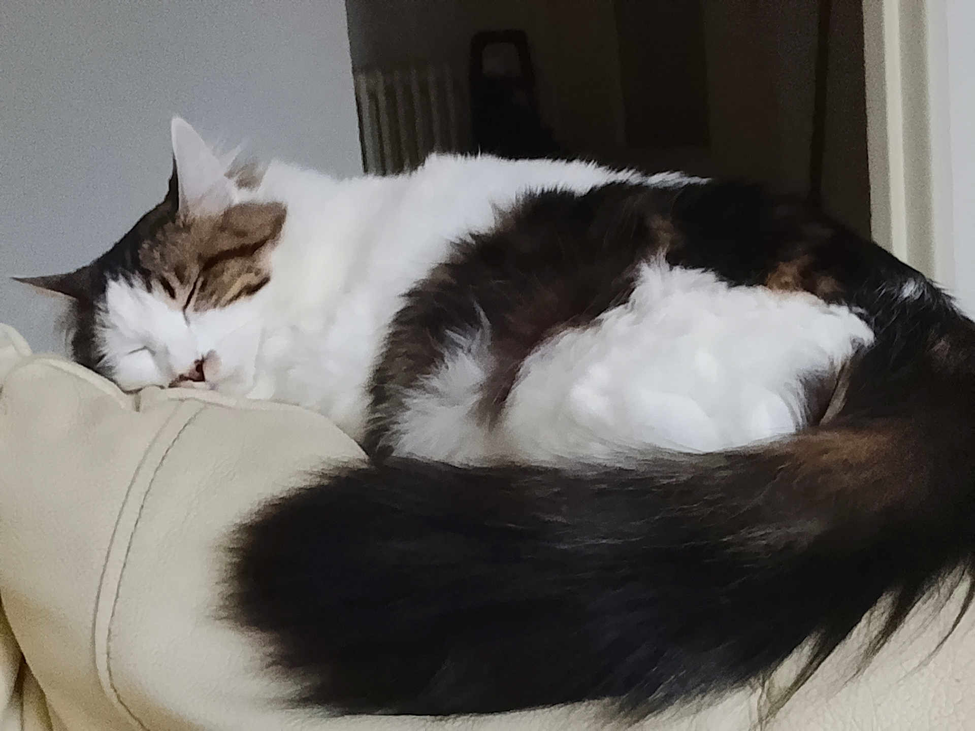Louna participe au concours pour gagner de l'argent avec cette photo : cat, sleeping, fluffy, tail, couch, armrest, indoor, pet, resting, fur, whiskers, domestic_animal, cozy, quiet, relaxed, animal, home, feline, closeup, peaceful