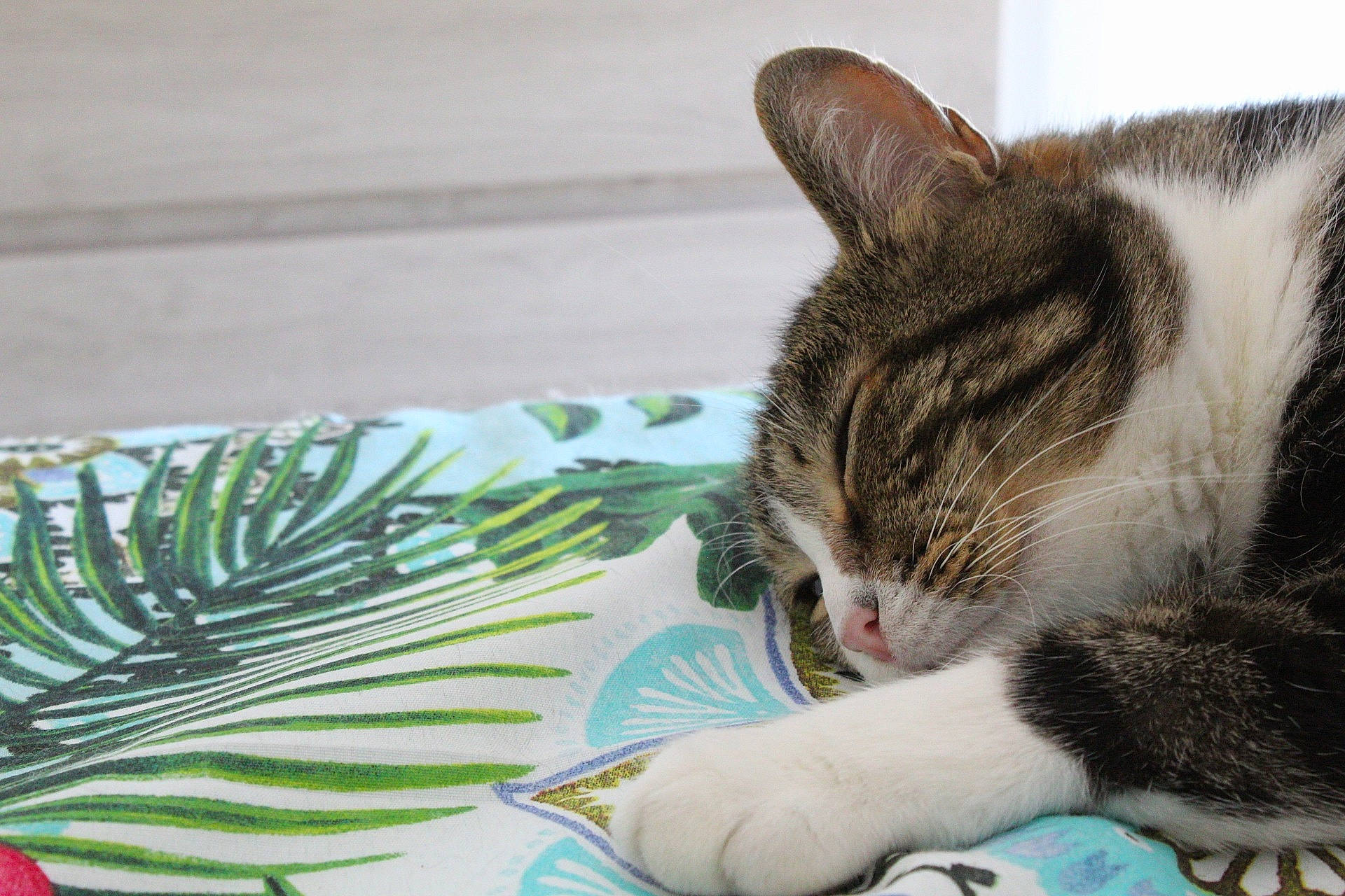 Chicco participe au concours pour gagner de l'argent avec cette photo : carnivore, cat, cat_supply, claw, comfort, domestic_short_haired_cat, feather, felidae, fur, grass, nap, pattern, paw, pet_supply, sitting, small_to_medium_sized_cats, snout, tail, whiskers, wing