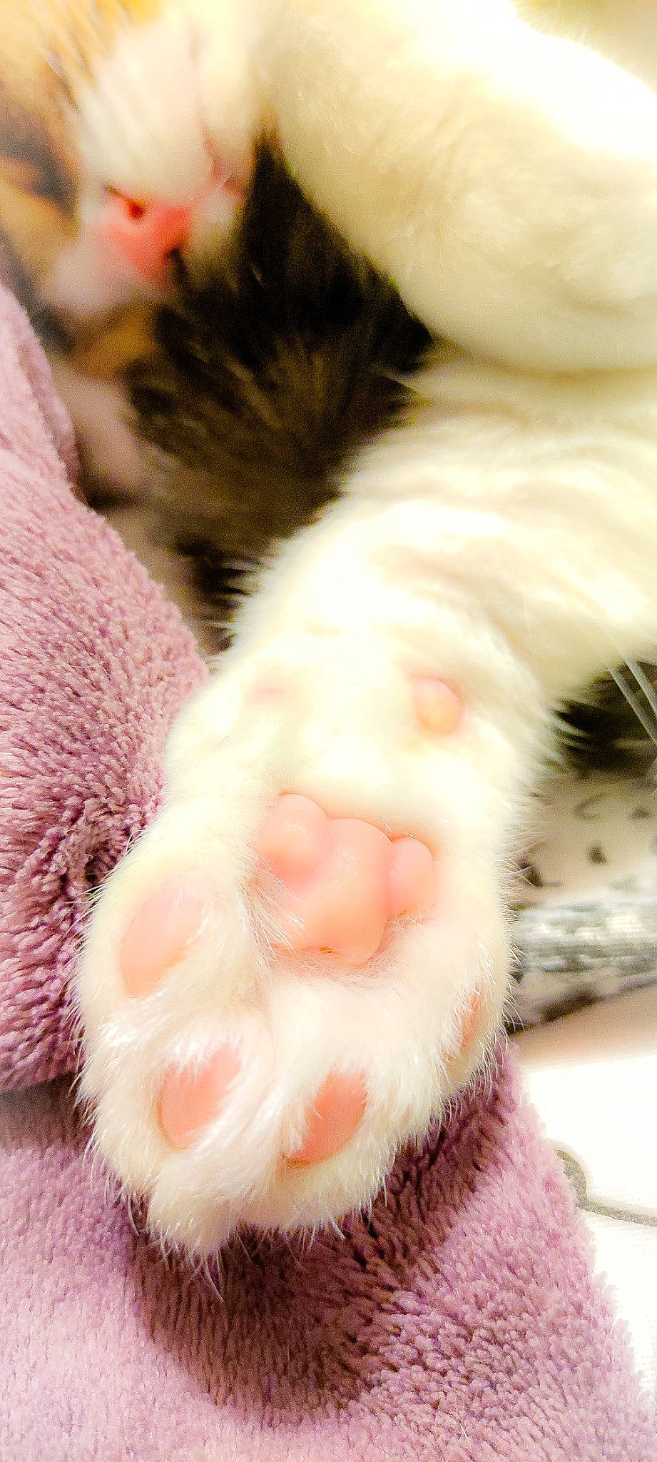 Chicco participe au concours pour gagner de l'argent avec cette photo : carnivore, cat, claw, close_up, ear, eyelash, fawn, felidae, foot, fur, gesture, nail, natural_material, nose, paw, small_to_medium_sized_cats, snout, terrestrial_animal, whiskers