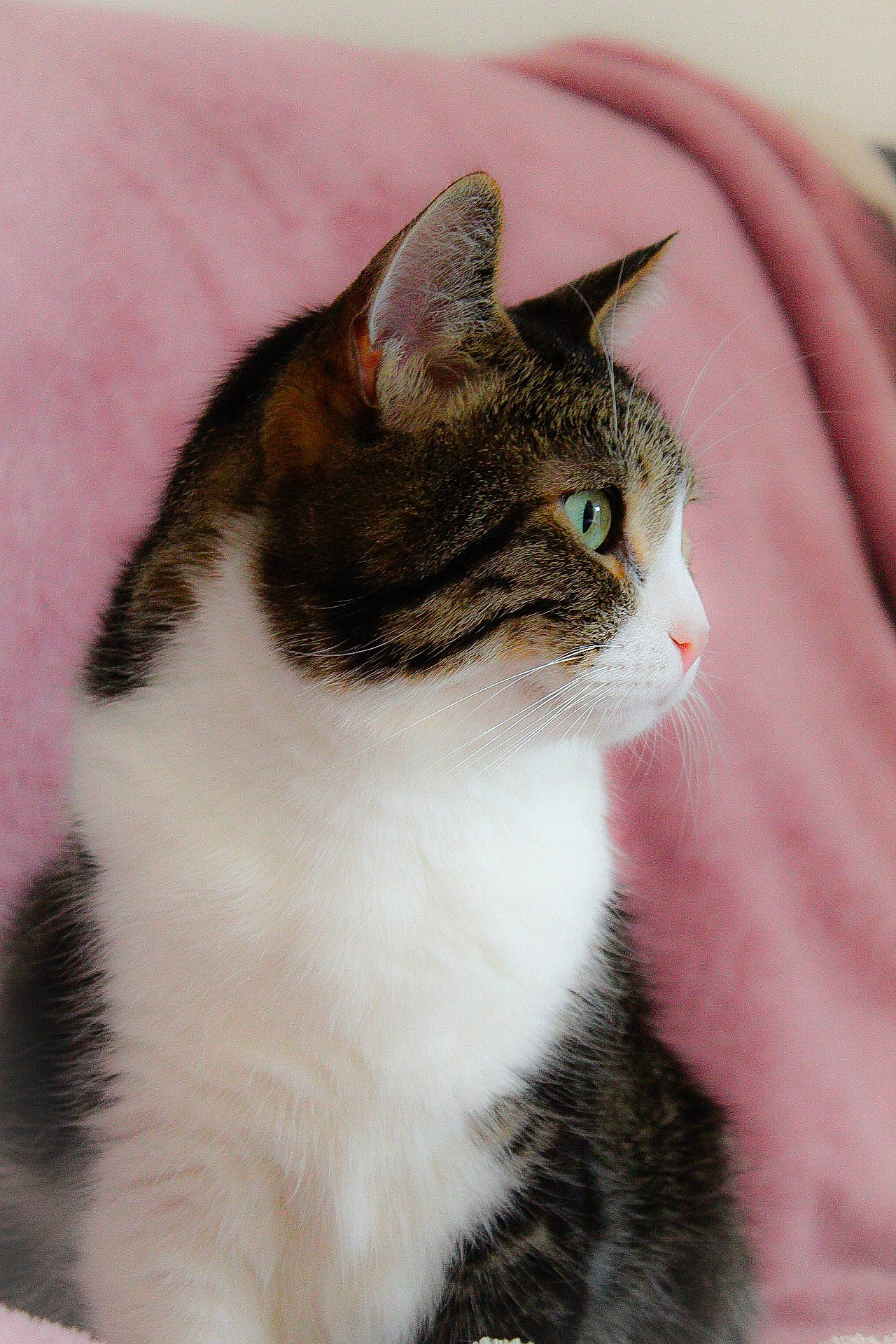 Chicco participe au concours pour gagner de l'argent avec cette photo : carnivore, cat, domestic_short_haired_cat, door, felidae, fur, paw, plant, small_to_medium_sized_cats, snout, tail, tree, whiskers, window