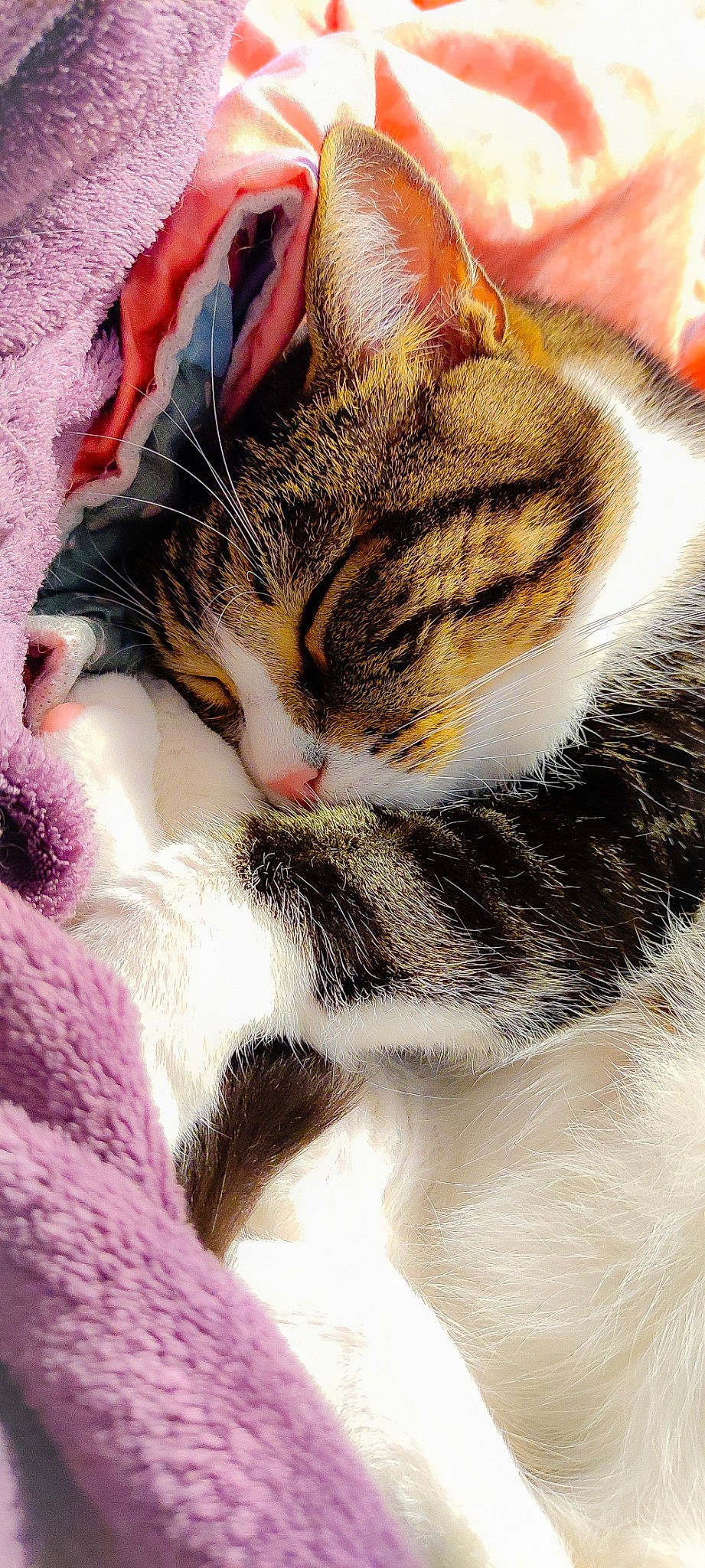 Chicco a rejoint le concours — aidez-le/la à gagner de superbes lots ! carnivore, cat, claw, close_up, comfort, domestic_short_haired_cat, felidae, fur, love, macro_photography, nap, paw, sky, sleep, small_to_medium_sized_cats, snout, tail, terrestrial_animal, whiskers, wildlife