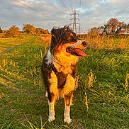Oria a rejoint le concours — aidez-le/la à gagner de superbes lots ! dog, canine, outdoor, grass, path, sunlight, golden_hour, nature, field, trees, autumn, sky, clouds, power_lines, happy, tongue_out, fur, standing, collar, scenic