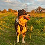 dog, canine, outdoor, grass, path, sunlight, golden_hour, nature, field, trees, autumn, sky, clouds, power_lines, happy, tongue_out, fur, standing, collar, scenic