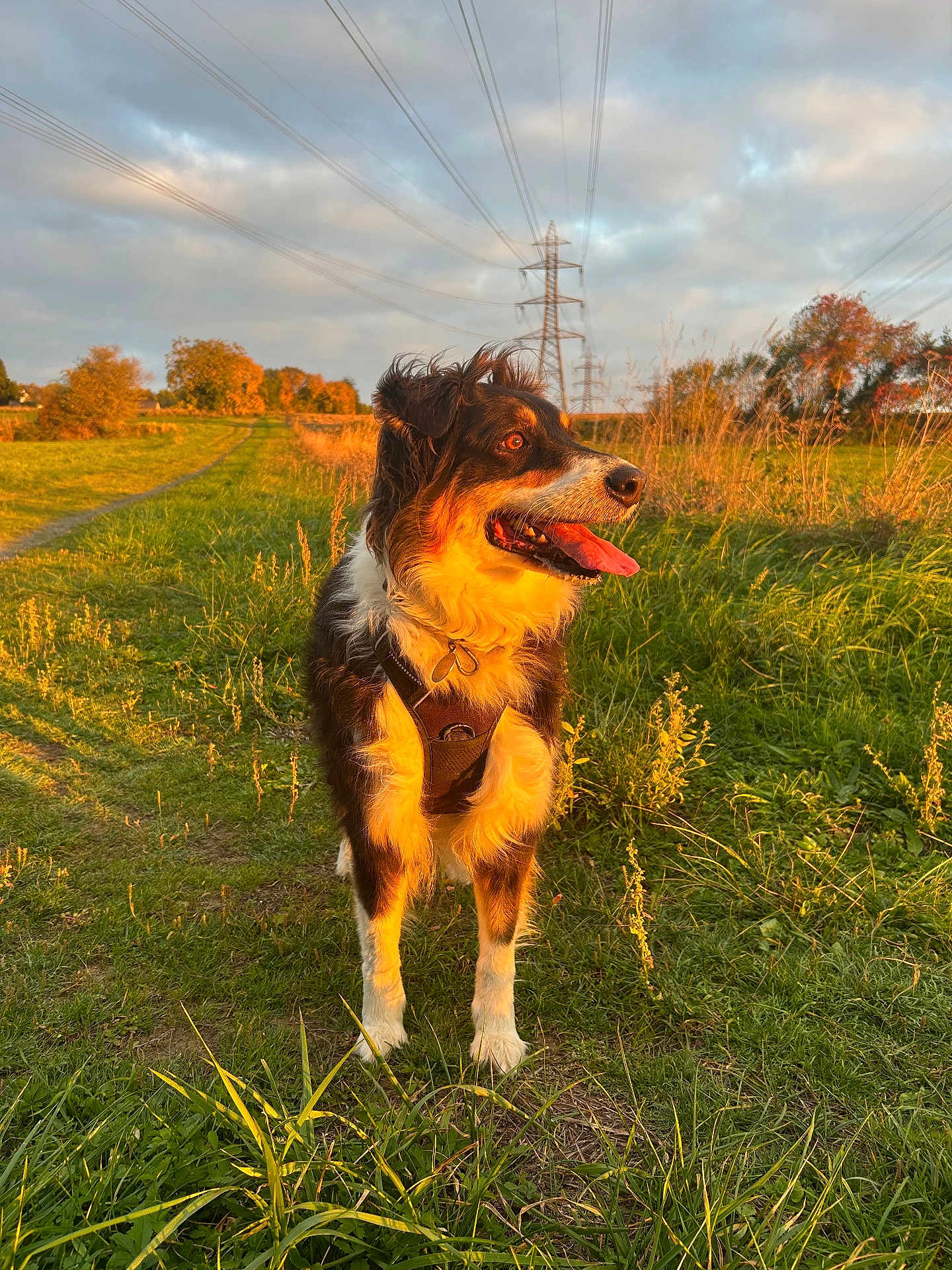Oria a rejoint le concours — aidez-le/la à gagner de superbes lots ! dog, canine, outdoor, grass, path, sunlight, golden_hour, nature, field, trees, autumn, sky, clouds, power_lines, happy, tongue_out, fur, standing, collar, scenic
