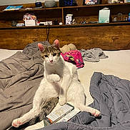 Dennis The Menace joined the competition — help win amazing prizes! bed, blanket, casual_pose, cat, clock, cozy, curious, domestic, feline, framed_photo, household_items, indoor, pet, pink_paw_pads, relaxed, shelf, stuffed_animal, tabby_markings, white_fur, wooden_headboard