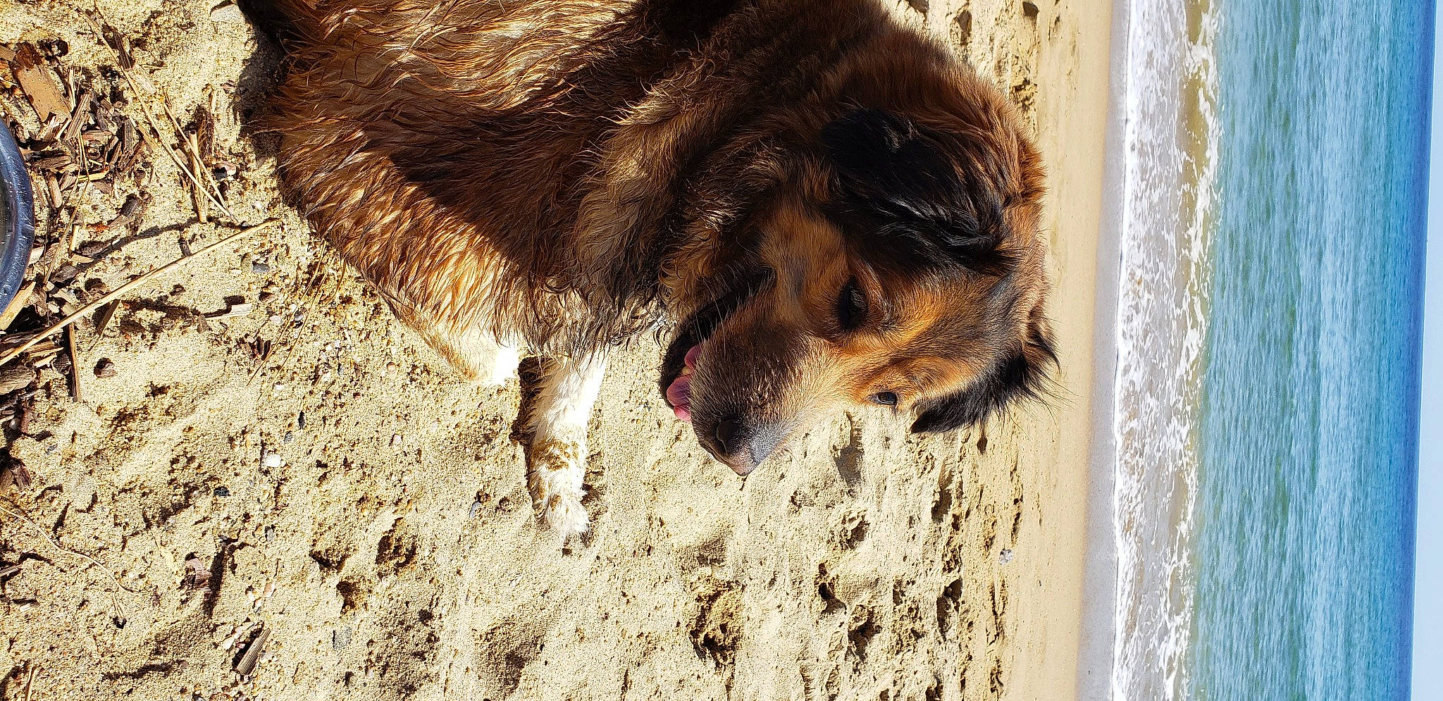 Jaya participe au concours pour gagner de l'argent avec cette photo : beach, canidae, carnivore, dog_breed, fawn, felidae, fur, livestock, paw, sand, sky, snout, soil, sporting_group, street_dog, tail, terrestrial_animal, water, window, wood