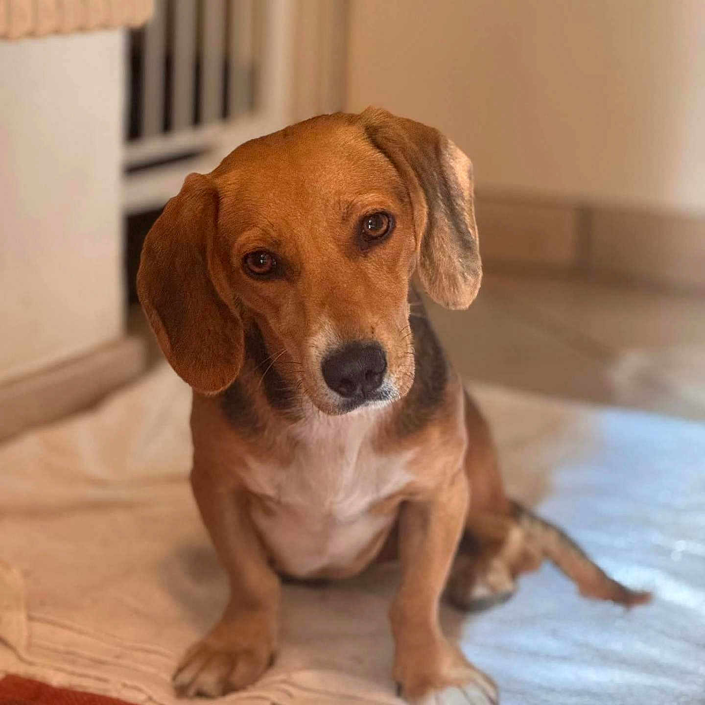 Abby a rejoint le concours — aidez-le/la à gagner de superbes lots ! animal, beagle, blanket, brown, canine, companion, cozy, cute, dog, domestic, ears, floor, friendly, indoor, looking, pet, portrait, sitting, soft, white