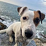dog, white_dog, brown_patch, close_up, rock, sea, ocean, water, sky, cloudy_sky, outdoor, pet, animal, canine, curious, sitting, collar, leash, nature, portrait
