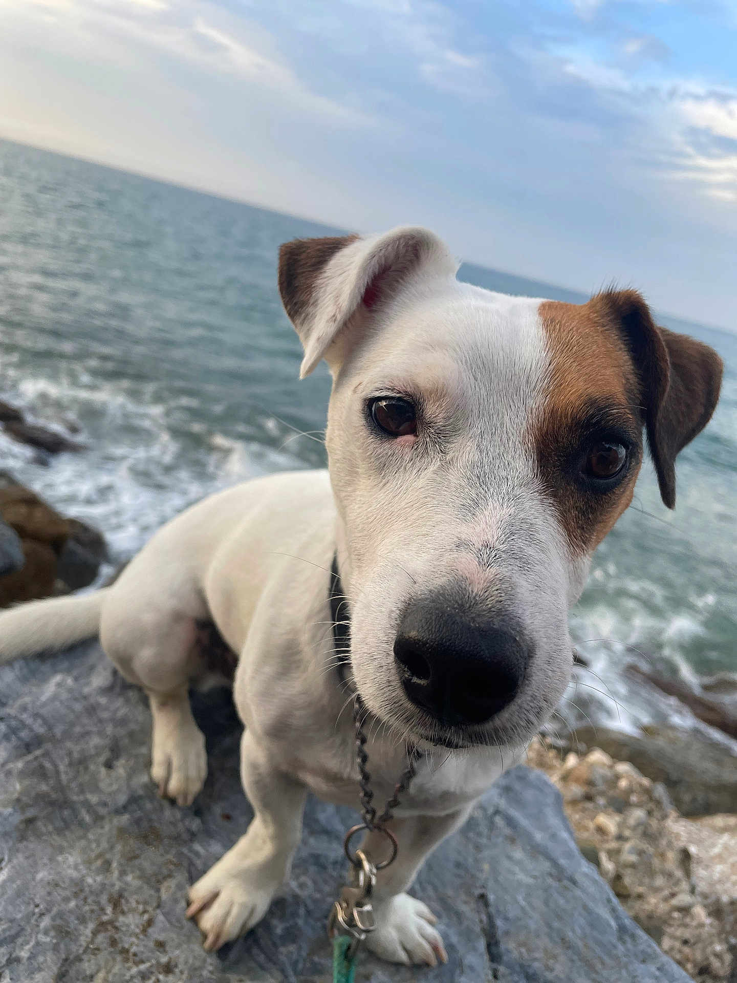 Jack