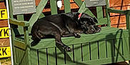 Clover is registered to the contest to win money with this photo: animal, bench, black_dog, collar, daytime, dog, flowers, garden, green_bench, license_plates, memorial, outdoor, paved_patio, pet, plaque, relaxing, resting, shadow, sunlight, wooden_shed