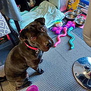 Clover joined the competition — help win amazing prizes! dog, black_dog, collar, toy, dog_toy, floor_rug, bowl, indoor, pet, play, striped_rug, towel, figurine, paper_towel, chair, floor, curious, sitting, pet_accessory, home
