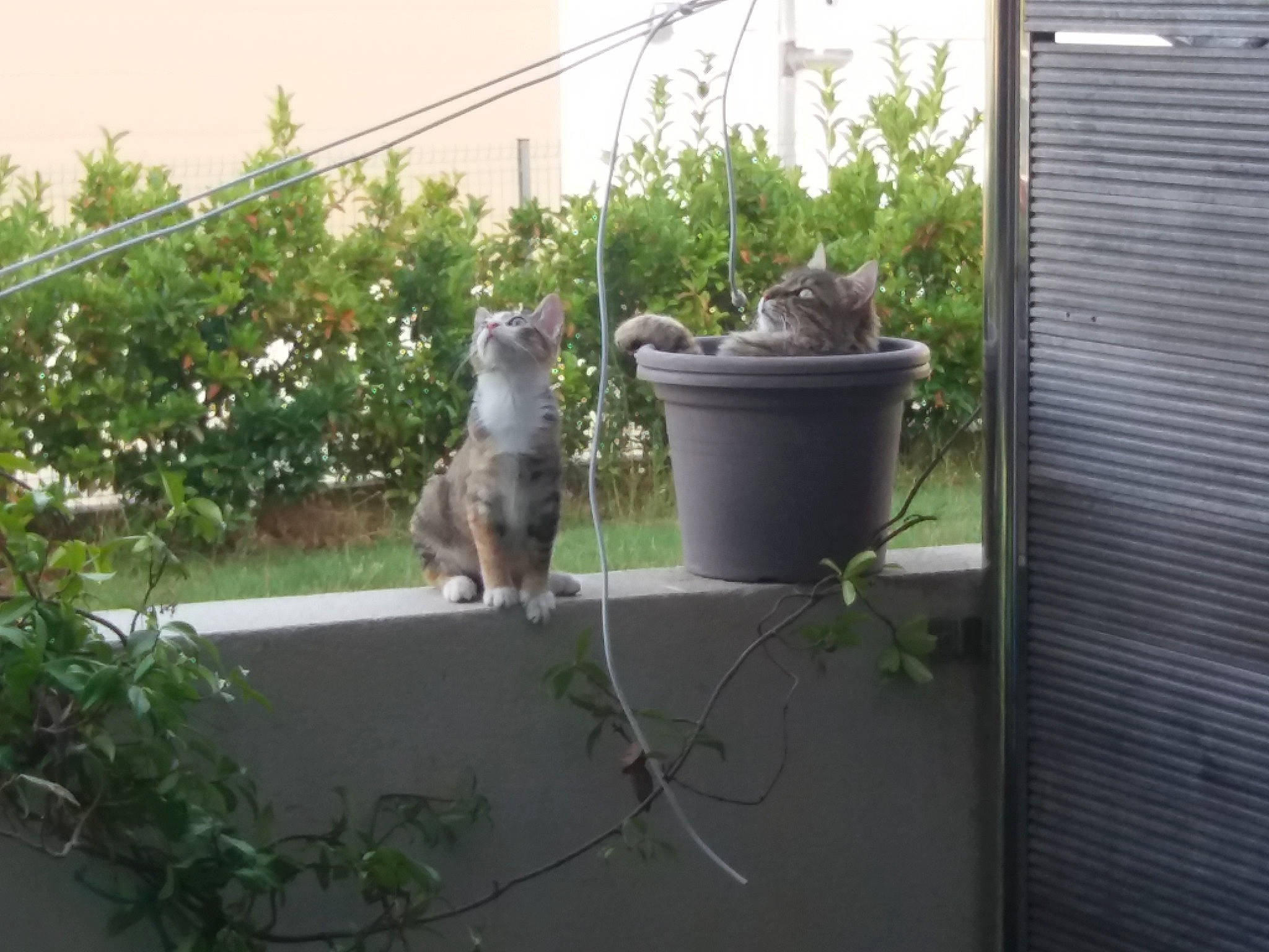 Lili participe au concours pour gagner de l'argent avec cette photo : annual_plant, backyard, carnivore, cat, felidae, flowerpot, garden, grass, groundcover, herb, herbaceous_plant, houseplant, landscape, plant, shrub, small_to_medium_sized_cats, tail, tree, wood, yard
