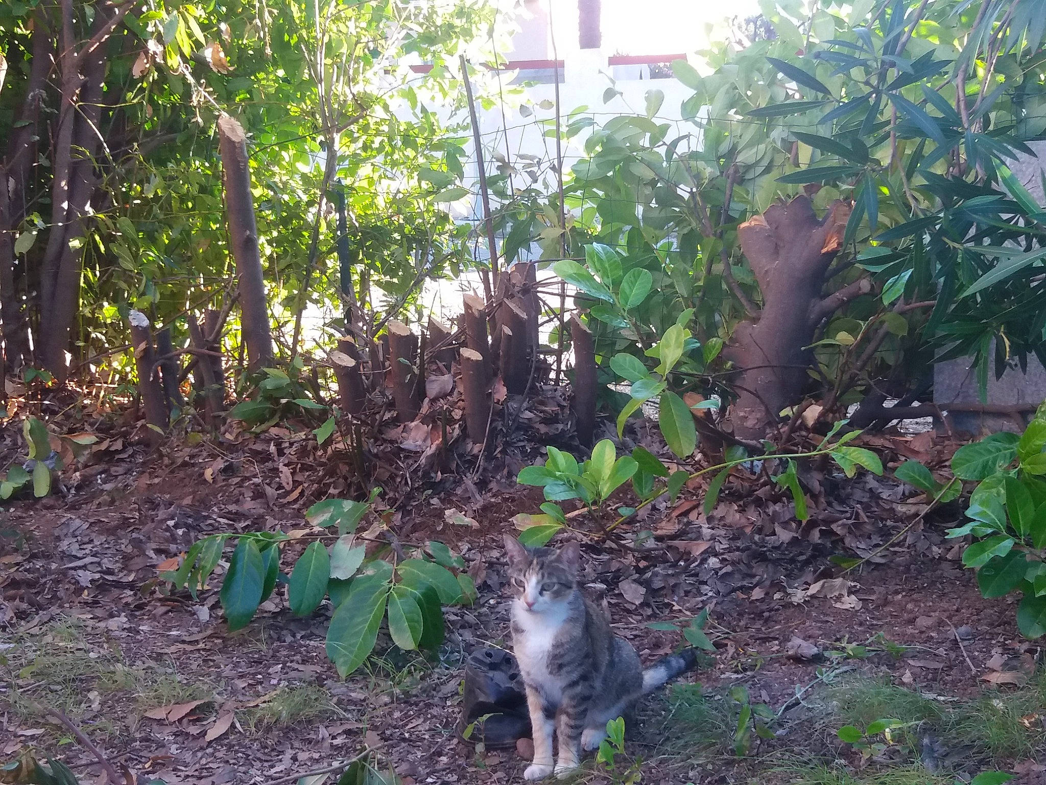 Lili a rejoint le concours — aidez-le/la à gagner de superbes lots ! adaptation, carnivore, cat, domestic_short_haired_cat, felidae, forest, grass, groundcover, jungle, landscape, mammal, plant, plant_community, shrub, small_to_medium_sized_cats, soil, tail, terrestrial_plant, tree, vertebrate