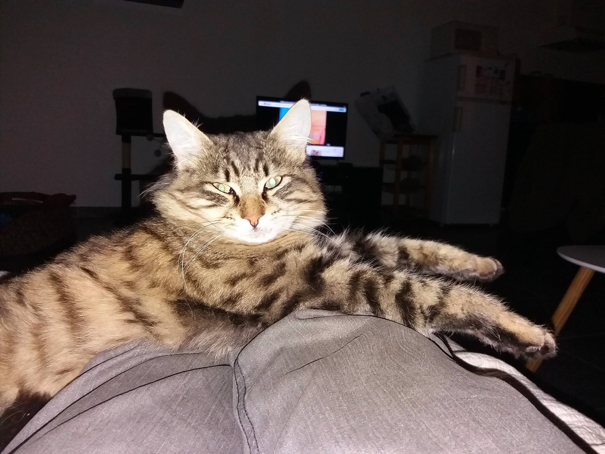 Lechat participe au concours pour gagner de l'argent avec cette photo : bed, carnivore, cat, claw, comfort, darkness, domestic_short_haired_cat, eye, felidae, fur, metal, nap, paw, sitting, small_to_medium_sized_cats, snout, tail, terrestrial_animal, whiskers, wildlife