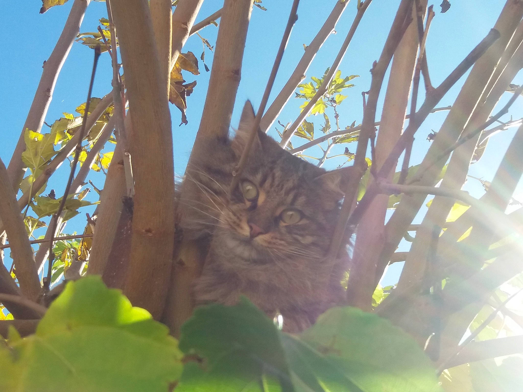 Lechat participe au concours pour gagner de l'argent avec cette photo : carnivore, cat, domestic_short_haired_cat, fawn, felidae, grass, leaf, plant, plant_stem, sky, small_to_medium_sized_cats, snout, terrestrial_animal, tree, trunk, twig, whiskers, wildlife, wood, woody_plant