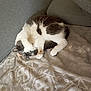 cat, animal, pet, feline, sleeping, resting, couch, blanket, cozy, indoor, fur, white, gray, paw, cute, relaxed, home, comfort, pattern, texture