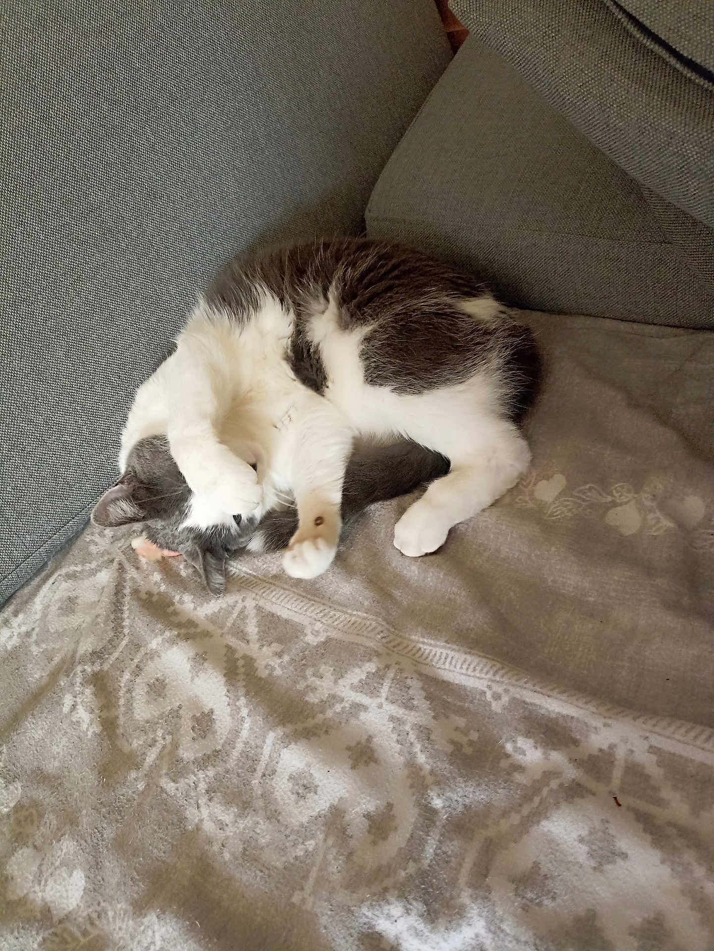 Uno a rejoint le concours — aidez-le/la à gagner de superbes lots ! cat, animal, pet, feline, sleeping, resting, couch, blanket, cozy, indoor, fur, white, gray, paw, cute, relaxed, home, comfort, pattern, texture