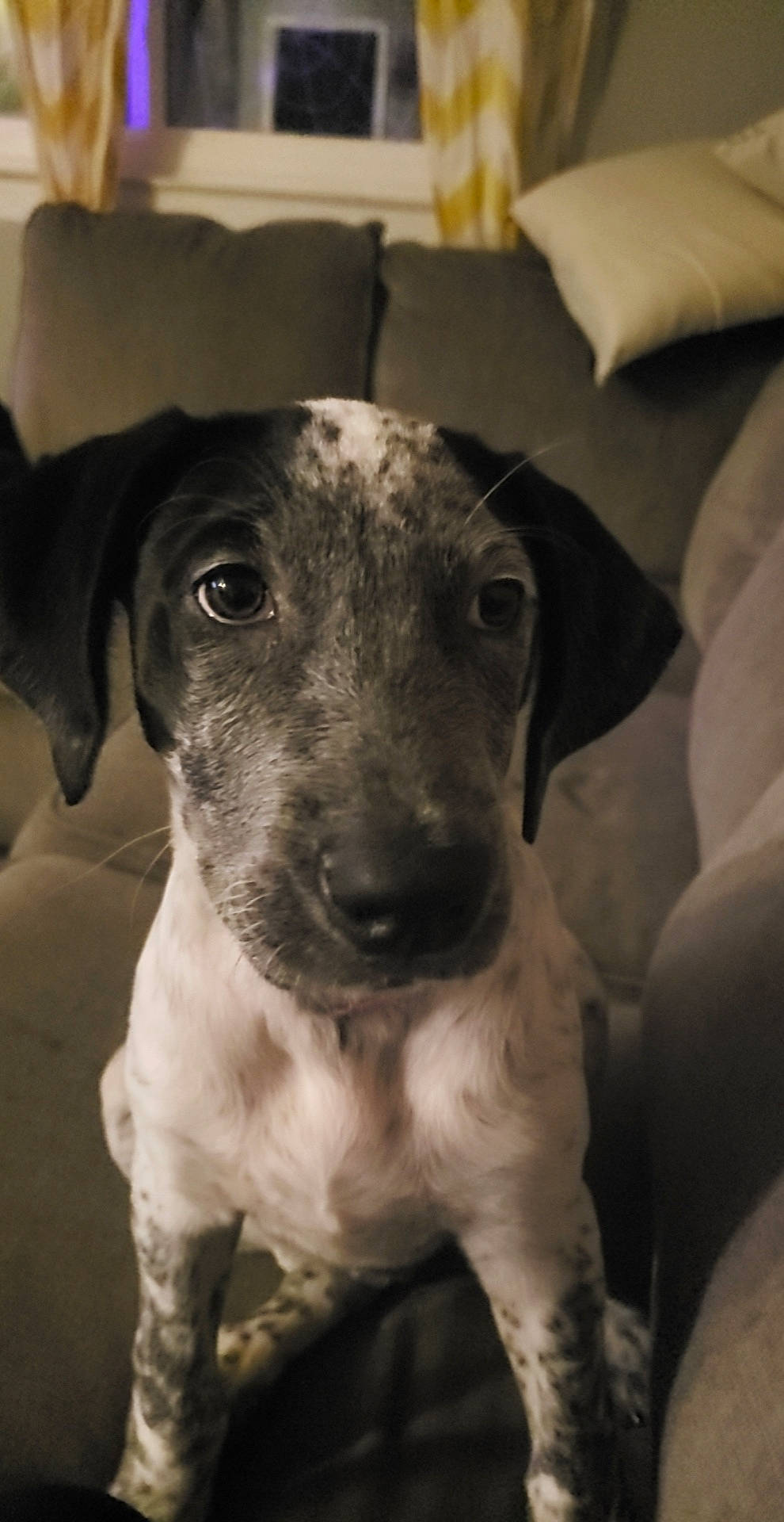 Remi joined the competition — help win amazing prizes! canidae, carnivore, collar, companion_dog, dog, dog_breed, dog_collar, eye, fawn, fur, monochrome, monochrome_photography, non_sporting_group, puppy, selfie, snout, sporting_group, street_dog, whiskers, working_animal