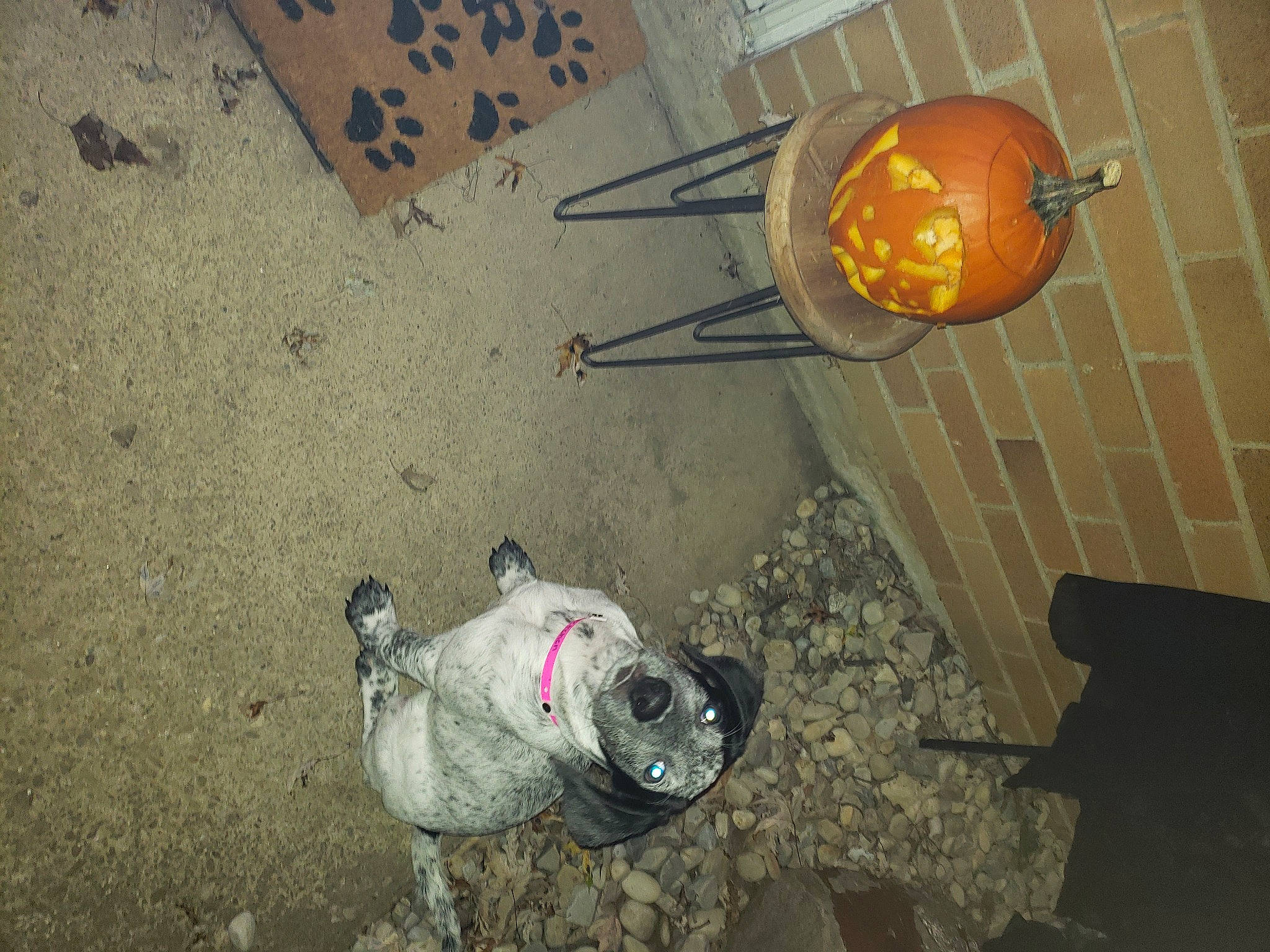 Remi joined the competition — help win amazing prizes! art, asphalt, companion_dog, concrete, dog, dog_breed, flooring, gas, light_fixture, metal, non_sporting_group, road_surface, snout, soil, terrestrial_animal, wood, working_animal