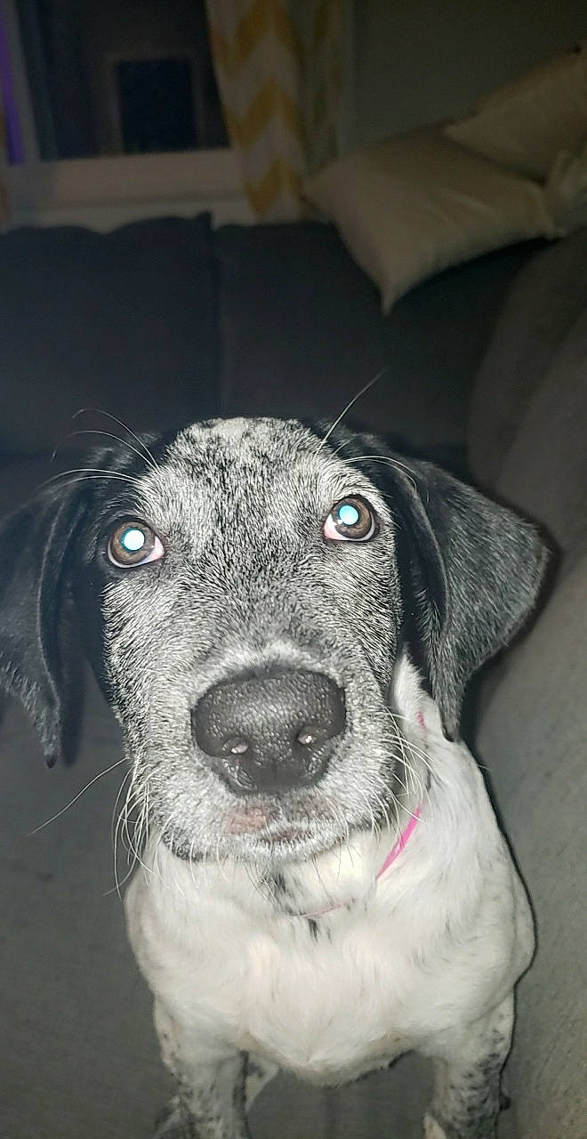 Remi is registered to the contest to win money with this photo: borador, canidae, carnivore, collar, companion_dog, dog, dog_breed, eye, fur, monochrome_photography, sporting_group, terrestrial_animal, whiskers, working_animal