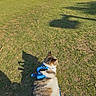 Aiden joined the competition — help win amazing prizes! animal, back_view, casual, cat, daytime, grass, greenery, harness, leisure, mammal, nature, outdoor, park, people, pet, relaxing, resting, shadow, summer, sunny