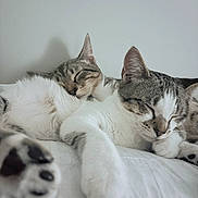 Aiden joined the competition — help win amazing prizes! animal, cat, close_up, companion, cozy, cute, domestic_cat, feline, fur, indoor, paw, peaceful, pet, relaxed, resting, sleeping, soft_light, two_cats, whiskers, white_bed