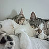 animal, cat, close_up, companion, cozy, cute, domestic_cat, feline, fur, indoor, paw, peaceful, pet, relaxed, resting, sleeping, soft_light, two_cats, whiskers, white_bed