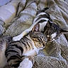 Aiden is registered to the contest to win money with this photo: animal, blanket, cat, comfort, companion, cozy, cute, domestic_cat, feline, fur, indoor, paw, pet, relaxed, resting, sleeping, snuggling, soft_texture, tabby_cat, two_cats