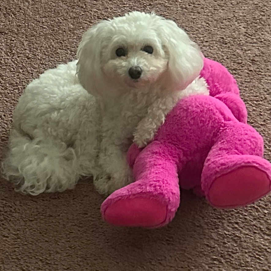 Jellybean is registered to the contest to win money with this photo: animal, carpet, companion, cozy, cute, cute_pet, dog, fluffy, friendship, fur, home, indoor, lying_down, pet, pink_toy, playful, relaxed, stuffed_toy, toy, white_dog