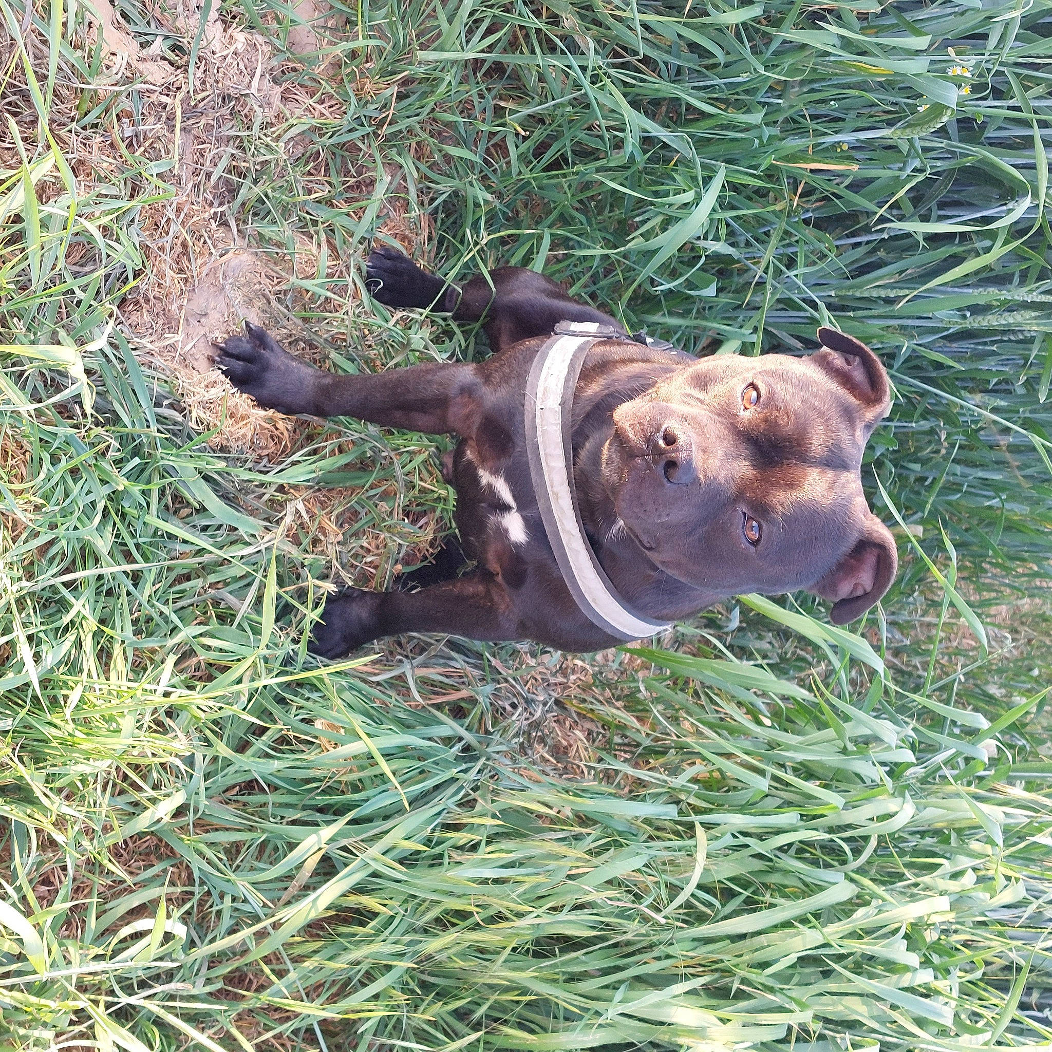 Shadow a rejoint le concours — aidez-le/la à gagner de superbes lots ! black_rhinoceros, canidae, carnivore, dog_breed, domestic_pig, fawn, grass, groundcover, horn, indian_rhinoceros, liver, natural_material, plant, rhinoceros, snout, sporting_group, suidae, terrestrial_animal, terrestrial_plant, white_rhinoceros