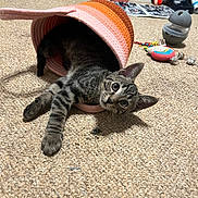 Neville is registered to the contest to win money with this photo: animal, appliance, baseballcap, cap, cat, clothing, couch, device, electricaldevice, face, furniture, hat, head, kitten, mixer, person, pet, photography, portrait, tape
