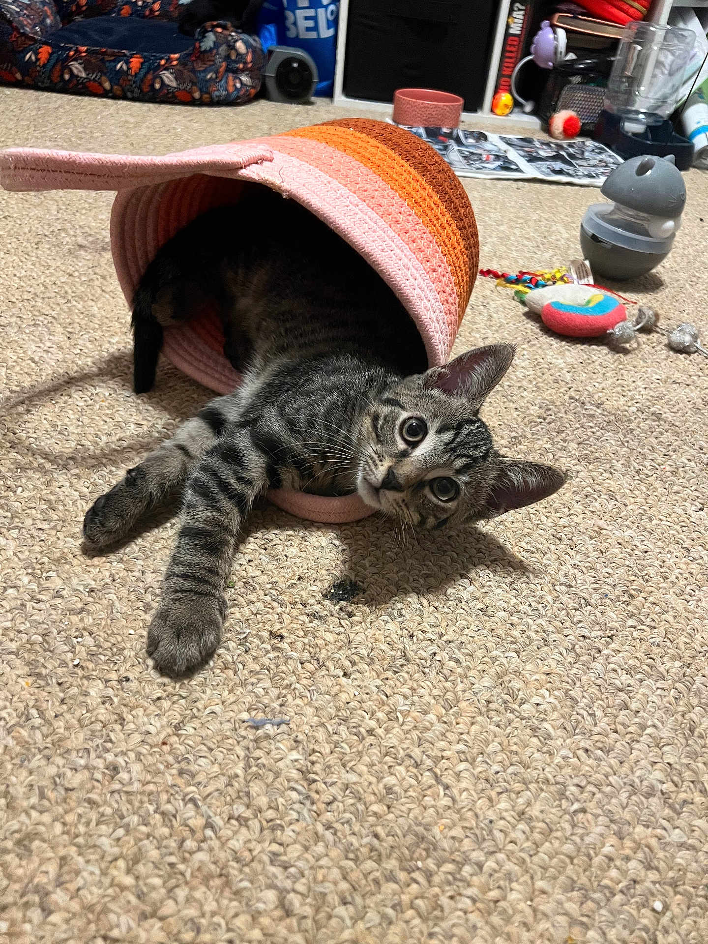 Neville is registered to the contest to win money with this photo: animal, appliance, baseballcap, cap, cat, clothing, couch, device, electricaldevice, face, furniture, hat, head, kitten, mixer, person, pet, photography, portrait, tape