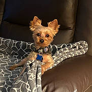 Bailey is registered to the contest to win money with this photo: dog, small_dog, yorkshire_terrier, pet, blanket, couch, leather, indoor, collar, tag, ears, fur, animal, cute, relaxing, looking_at_camera, brown, gray, comfort, home